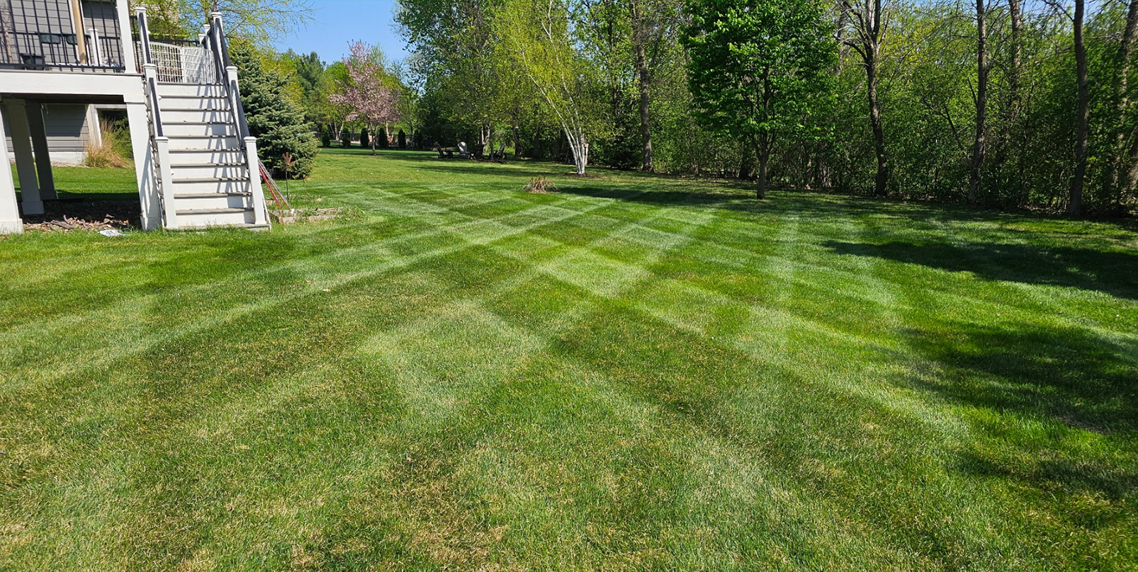 Lawn Before Mowing 1