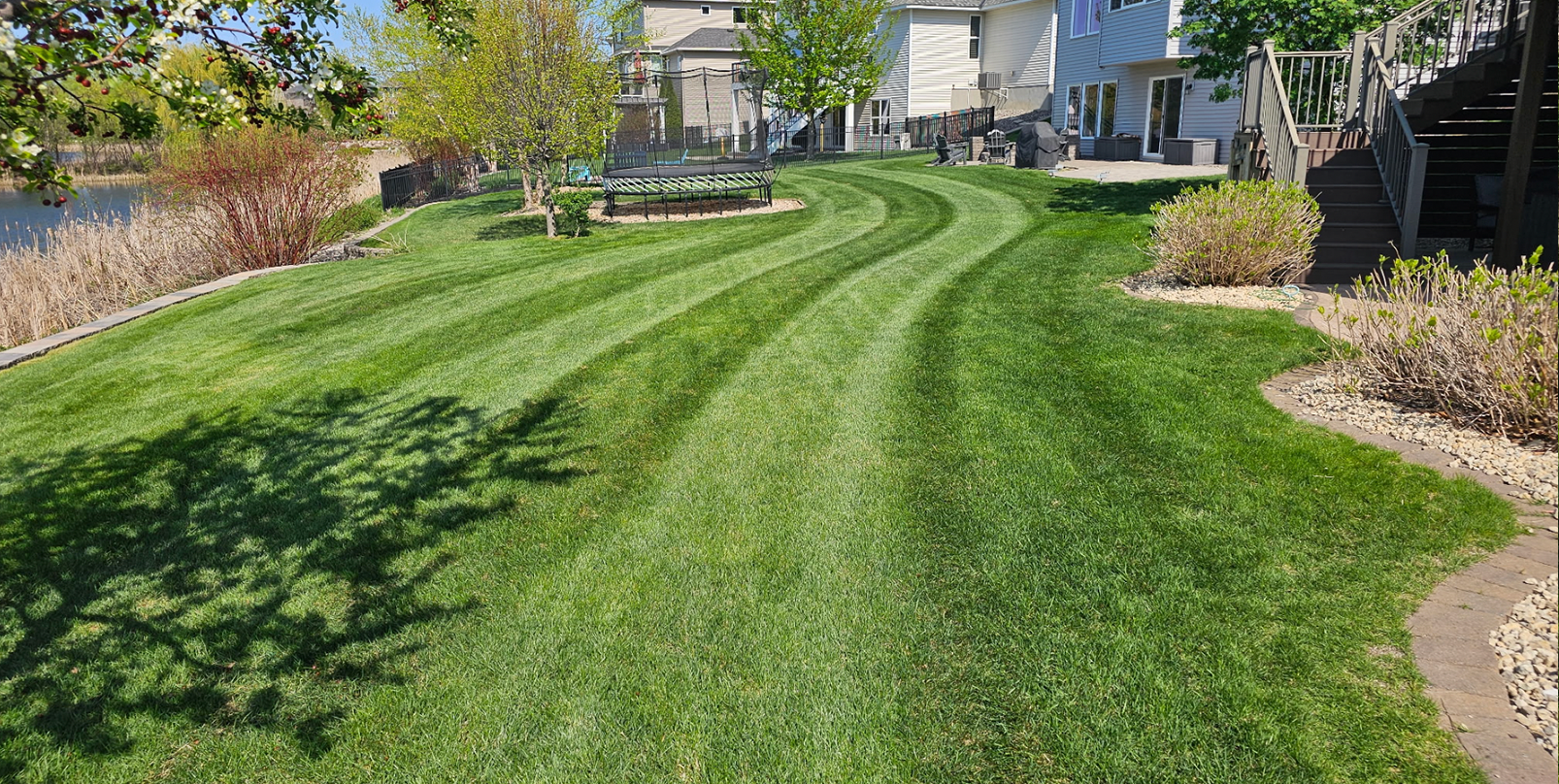 Lawn Before Mowing 1