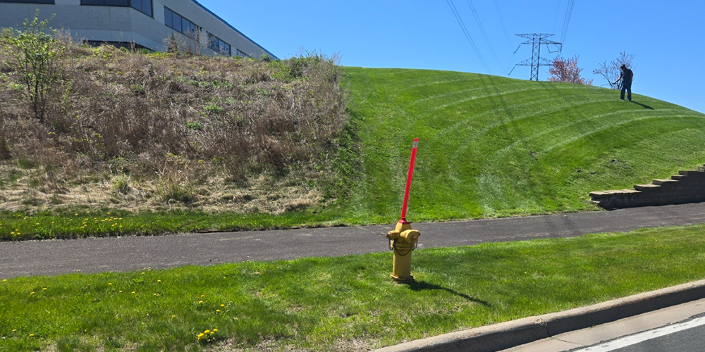 Person Trimming Bushes